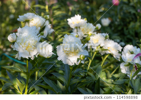 Blooming bush of bomb-shaped white and yellow peonies in the garden Blooming bush of bomb-shaped white and yellow peonies in the garden 114598898