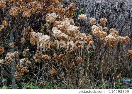 Bushes of dry tree and paniculate hydrangea in winter, close-up of dry brown petals of a hydrangea flower Bushes of dry tree and paniculate hydrangea in winter, close-up of dry brown petals of a hydrangea flower 114598899