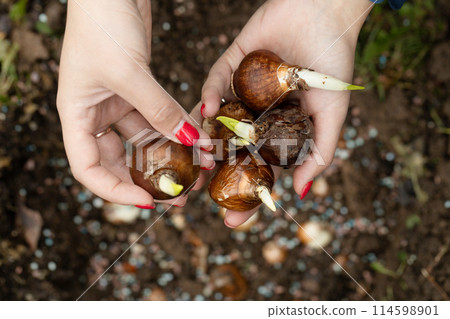 hands holding daffodil bulbs before planting in the ground hands holding daffodil bulbs before planting in the ground 114598901