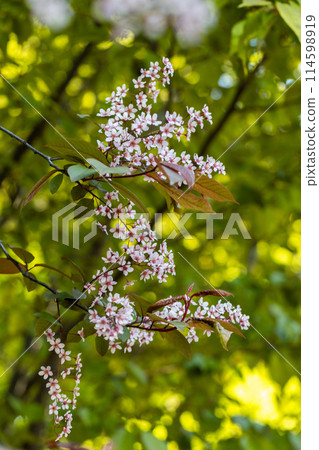 Beautiful Pink blooming bird cherry in an early spring Beautiful Pink blooming bird cherry in an early spring 114598919