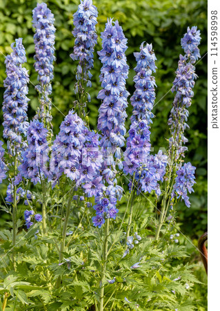 Delphinium blue grows in the garden. Double blue flower delphinium collection Delphinium blue grows in the garden. Double blue flower delphinium collection 114598998