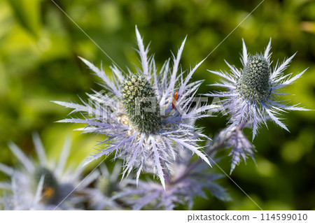 Rhagonycha fulva or rufous softfoot on a blue eryngium flower Rhagonycha fulva or rufous softfoot on a blue eryngium flower 114599010