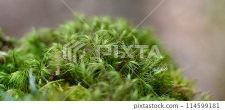 用微距鏡頭拍攝蓬鬆的苔蘚 114599181
