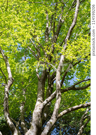 Dazzling fresh green Dazzling fresh green 114599206