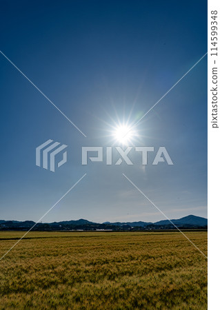 五月的陽光和麥田 114599348