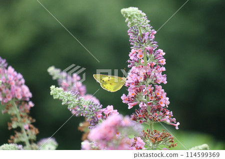 猴蝴蝶從醉魚草吸取花蜜 114599369