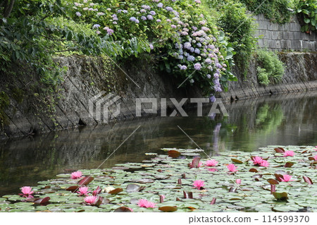 Water lilies and drooping hydrangeas on the surface of the river 114599370