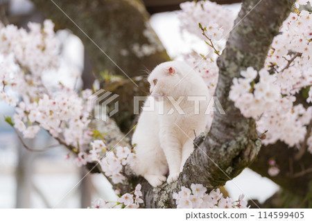 一隻白貓爬上盛開的櫻花樹 一隻白貓爬上盛開的櫻花樹 114599405