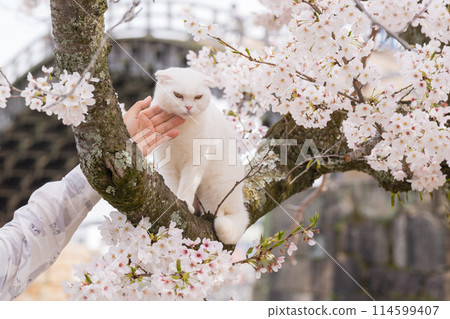 一隻白貓爬上盛開的櫻花樹 一隻白貓爬上盛開的櫻花樹 114599407