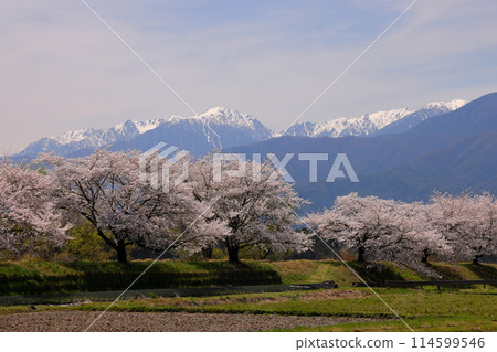 Mishima, Ina City, Nagano Prefecture: Cherry blossom trees along the Mifunegawa Cycling Road along the Ina Nice Road and the Kiso Mountains in the Central Alps with remaining snow 114599546