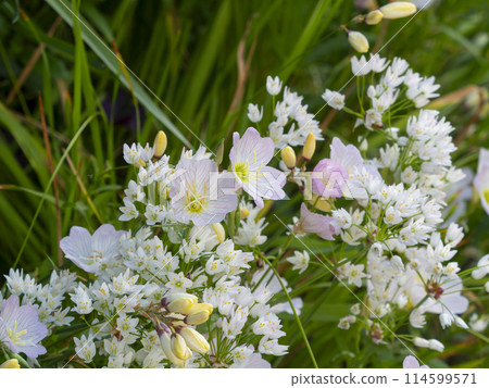 Spring flowers blooming along the road Spring flowers blooming along the road 114599571