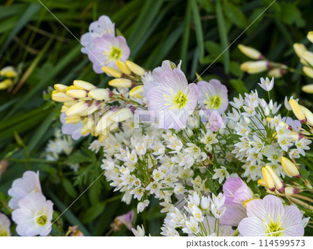 Spring flowers blooming along the road Spring flowers blooming along the road 114599573