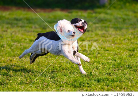 玩具貴賓犬貝利和波士頓梗犬威猛正處於膠著狀態♡ 114599623