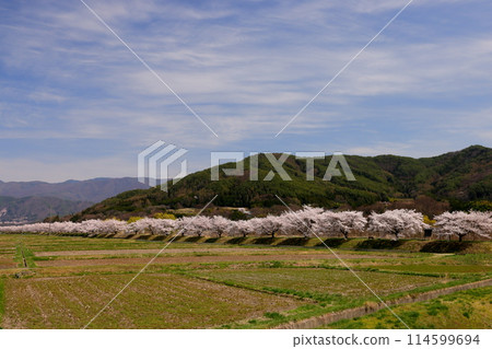 長野縣伊那市三保市伊那尼斯路沿線的三保川自行車道，櫻花樹成蔭 114599694