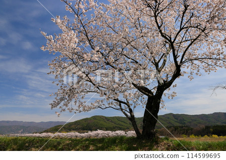 Cherry blossom trees along the Mifunegawa Cycling Road in Ina Nice Road, Ina City, Nagano Prefecture Cherry blossom trees along the Mifunegawa Cycling Road in Ina Nice Road, Ina City, Nagano Prefecture 114599695