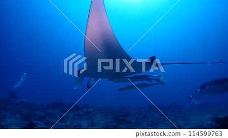 Manta ray 114599763