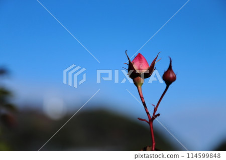 Arao City Ominous Citizen Flower Bed Rose Flower, Arao City Ominous Citizen Flower Bed Rose Flower, 114599848