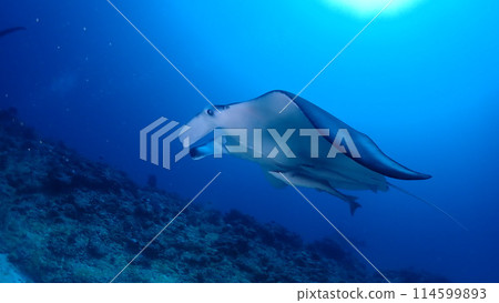 蝠ray 蝠ray 114599893