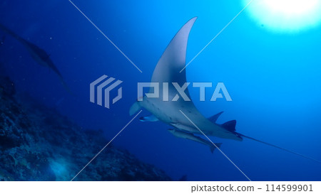 Manta ray Manta ray 114599901