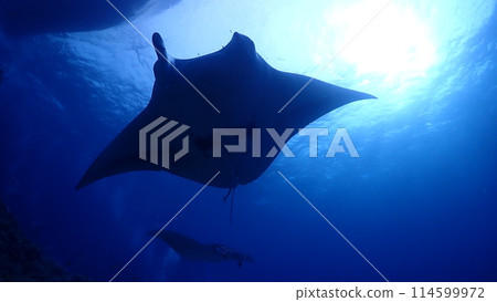 Manta ray Manta ray 114599972