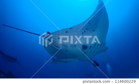 Manta ray 114600229