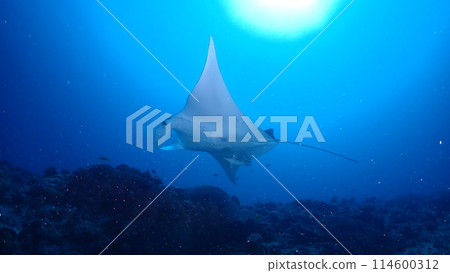Manta ray Manta ray 114600312