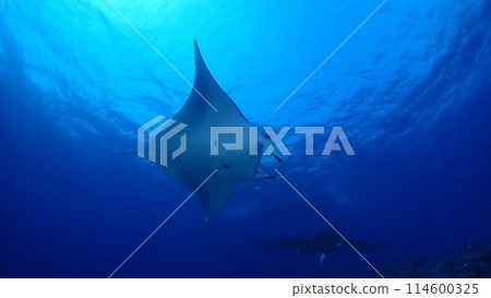 Manta ray 114600325