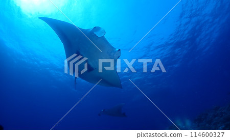 Manta ray 114600327