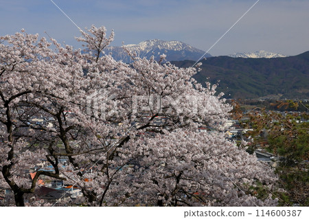 Ina City, Nagano Prefecture, famous cherry blossom spot Kasuga Castle Ruins Kasuga Park with Somei-Yoshino cherry blossoms in full bloom and snow on Mount Senjo in the Southern Alps Ina City, Nagano Prefecture, famous cherry blossom spot Kasuga Castle Ruins Kasuga Park with Somei-Yoshino cherry blossoms in full bloom and snow on Mount Senjo in the Southern Alps 114600387