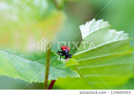 Attelabidae 114600403