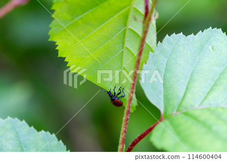 Attelabidae 114600404