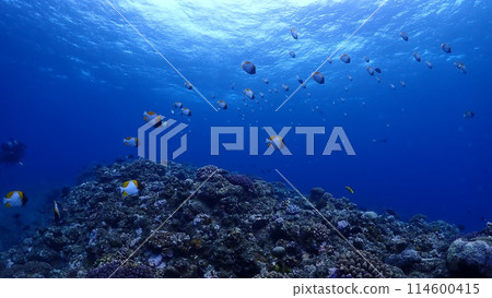 Kasumi蝴蝶 114600415