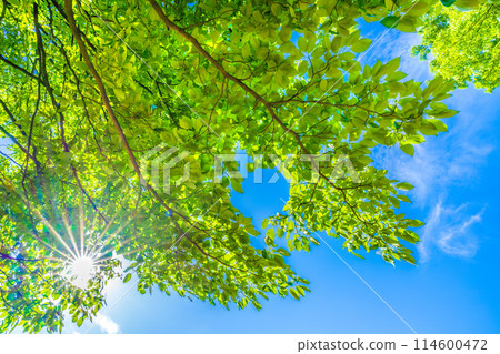 Yokohama cityscape in Japan. Fresh greenery and sunlight... a ray of hope for tomorrow... Yokohama cityscape in Japan. Fresh greenery and sunlight... a ray of hope for tomorrow... 114600472