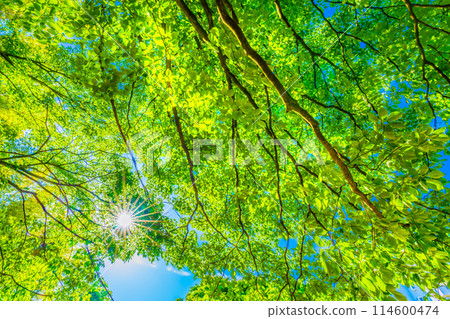 日本橫濱的城市景觀新鮮的綠色植物和陽光......一線希望持續到明天...... 114600474