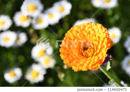 Calendula and North pole 114600475