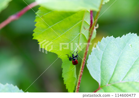 Otsushibumi Otsushibumi 114600477