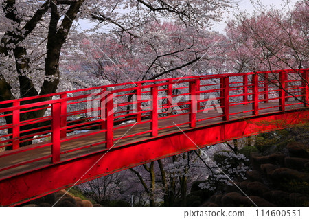 Ina City, Nagano Prefecture - Cherry blossoms in full bloom and a vivid vermilion bridge at Kasuga Park, a famous cherry blossom spot near Kasuga Castle 114600551