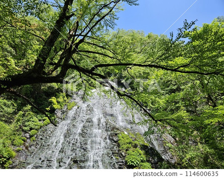 A landscape shining with fresh greenery A landscape shining with fresh greenery 114600635