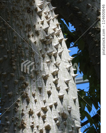 Tokrikiwata : Trunk with sharp spines Tokrikiwata : Trunk with sharp spines 114600646