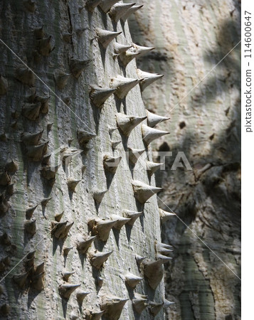 Tokrikiwata : Trunk with sharp spines Tokrikiwata : Trunk with sharp spines 114600647