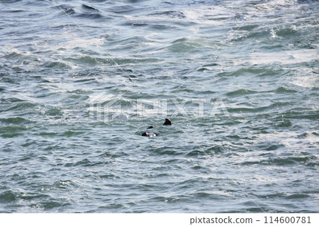Wild sea otter swimming in the ocean Wild sea otter swimming in the ocean 114600781