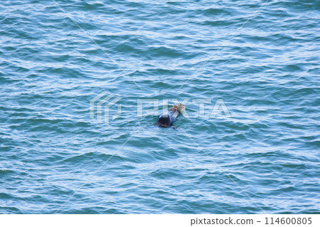 野生海獺在海裡游泳 114600805