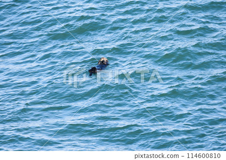 野生海獺在海裡游泳 114600810