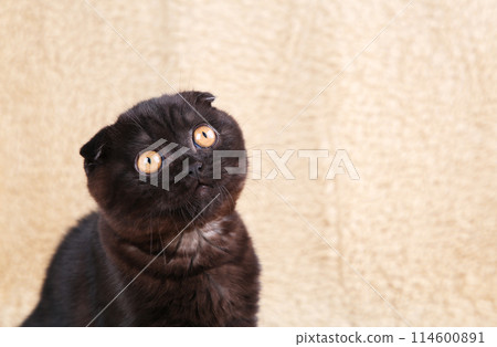 Black kitten british shorthair with yellow eyes on beige background 114600891