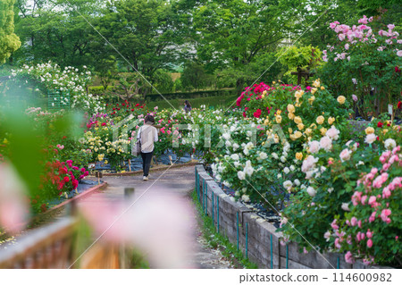 春天的西山公園，玫瑰盛開<愛知縣豐田市> 114600982