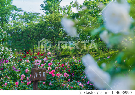 Nishiyama Park in spring, roses in full bloom (Toyota City, Aichi Prefecture) Nishiyama Park in spring, roses in full bloom (Toyota City, Aichi Prefecture) 114600990