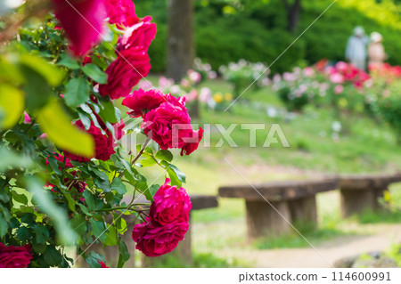 Nishiyama Park in spring, roses in full bloom (Toyota City, Aichi Prefecture) Nishiyama Park in spring, roses in full bloom (Toyota City, Aichi Prefecture) 114600991