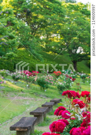 春天的西山公園，玫瑰盛開<愛知縣豐田市> 114600997