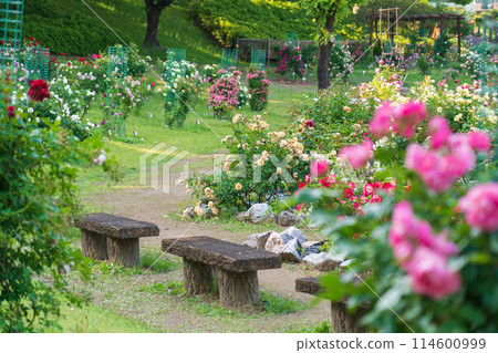 春天的西山公園，玫瑰盛開<愛知縣豐田市> 114600999