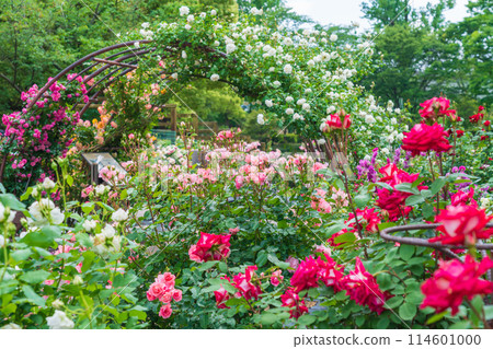 春天的西山公園，玫瑰盛開<愛知縣豐田市> 114601000